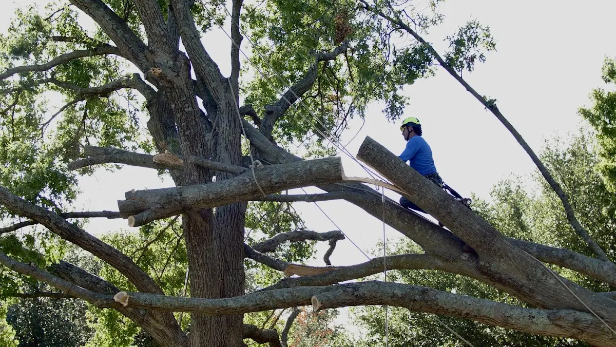 Professional Crown Thinning performed by certified arborists in Christiansburg