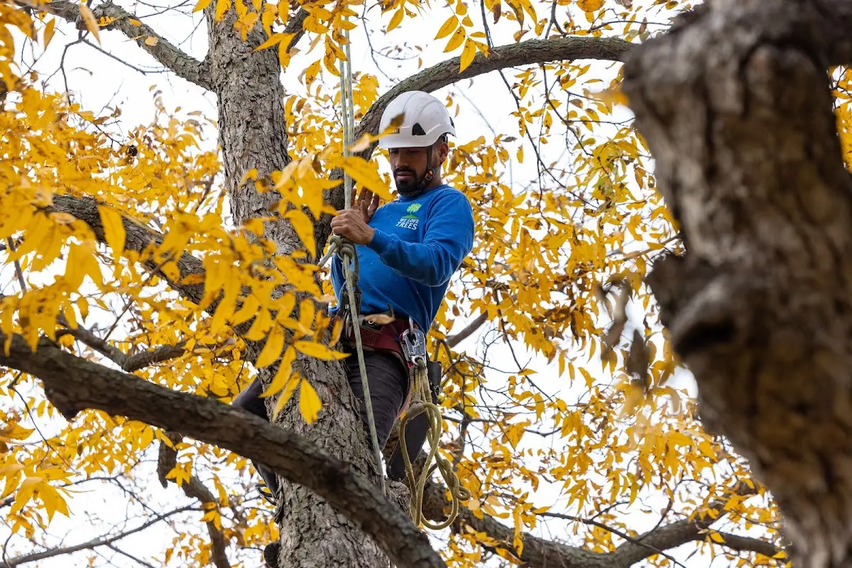 Skilled Tree Pruning crew working in Christiansburg